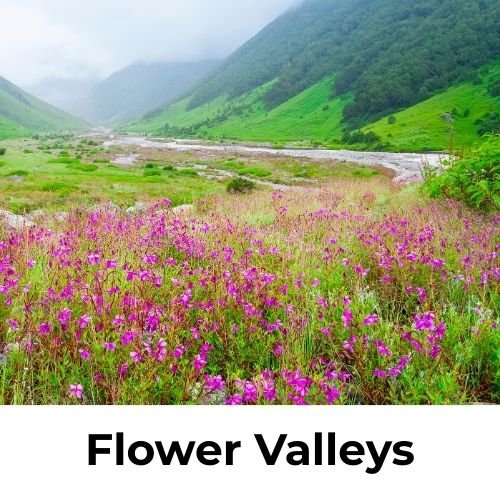 Colorful flower valleys and blooming fields in India