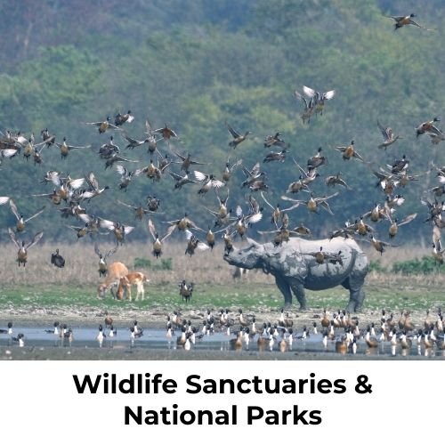 Wildlife sanctuaries and national parks in India